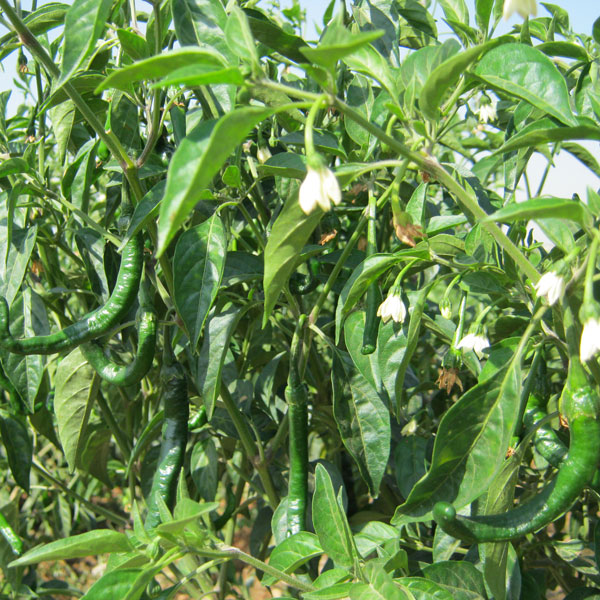 FELFEL-4