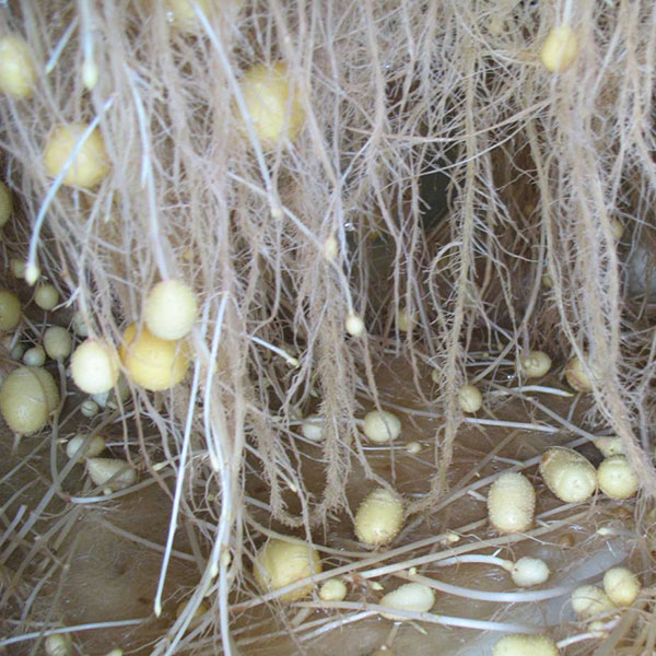 potato1