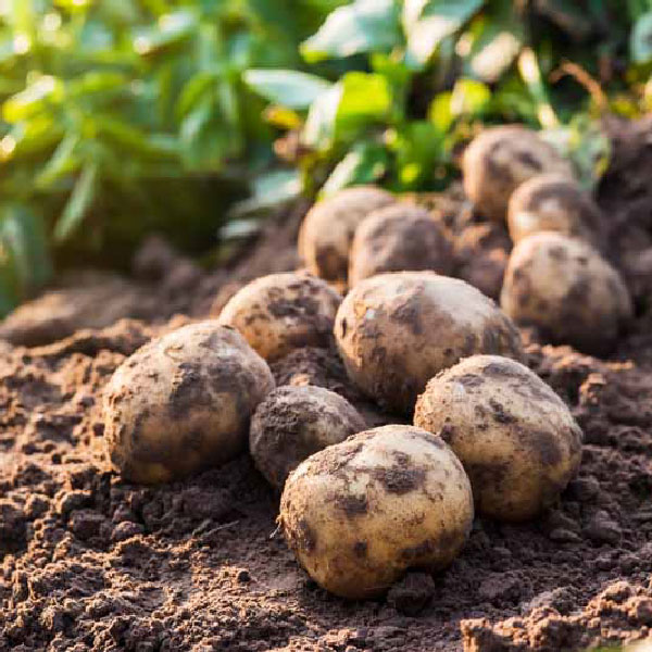 potato5