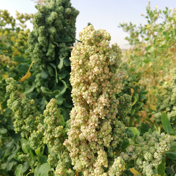 quinoa600-4