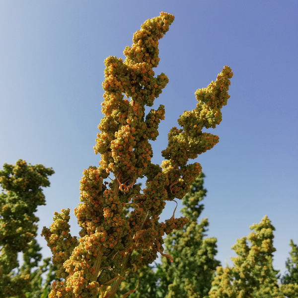 quinoa600-5