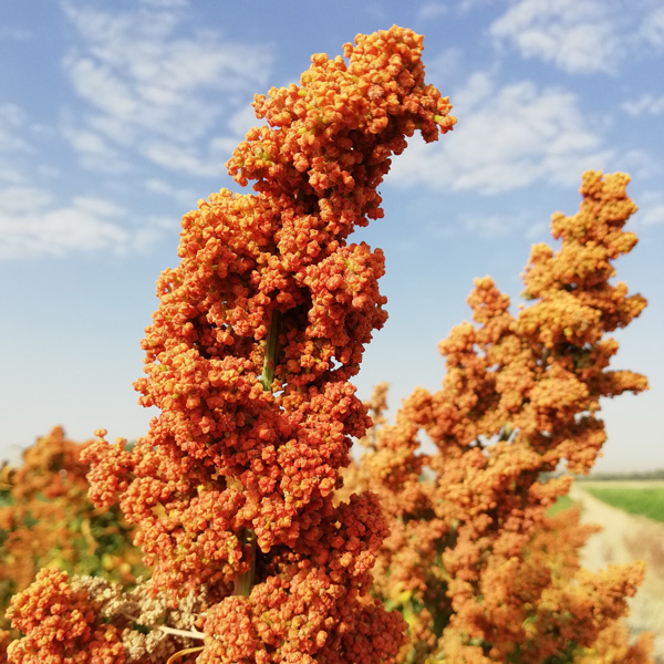 quinoa600-6