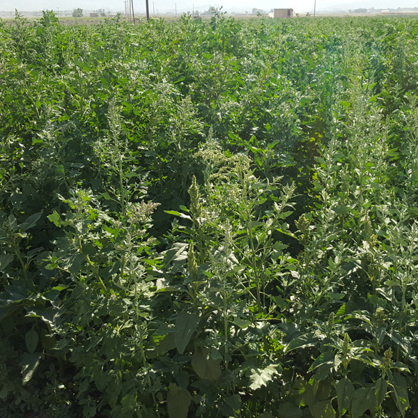 quinoa600-8