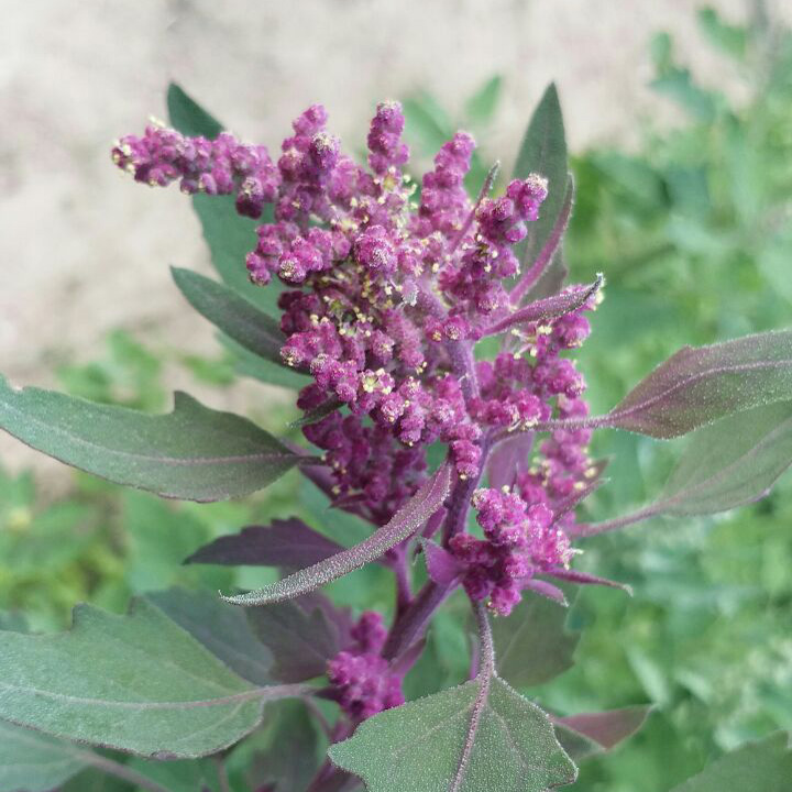 quinoa600-9